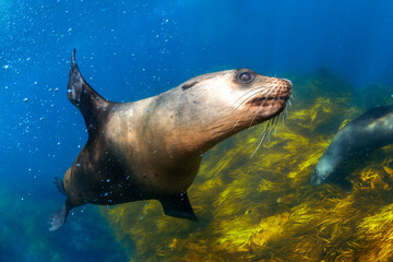 Obraz premium Close encounter with Australian fur seals underwater at Montague Island near Narooma, Australia, captured at close range in clear coastal waters.