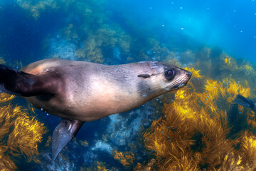 Obraz premium Close encounter with Australian fur seals underwater at Montague Island near Narooma, Australia, captured at close range in clear coastal waters.