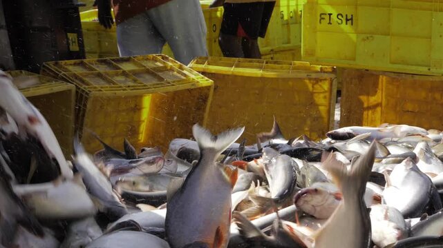 Fishing Triumph - Harvesting the Ocean's Bounty