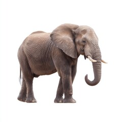 Fototapeta premium Majestic African Elephant Standing Proudly in Natural Habitat With Detailed Wrinkles and Strong Presence on Isolated Background