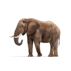 Fototapeta premium Majestic African Elephant Standing Proudly on a White Background Capturing the Essence of Wildlife and Nature