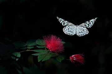 Paper Kite Butterfly 