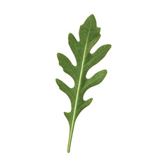 PNG Green arugula leaf transparent