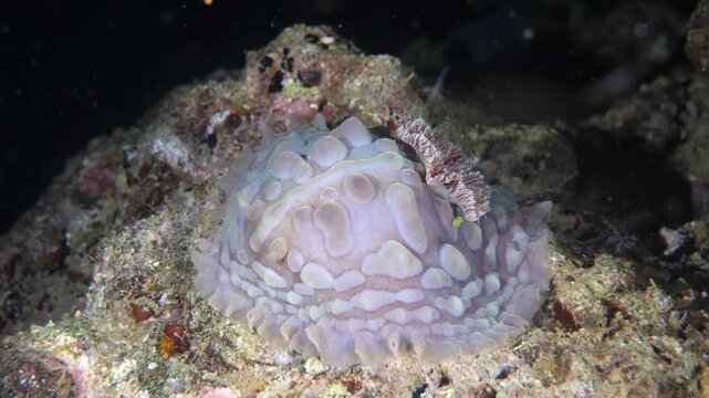 Large Asteronotus nudibranch lies still on rocky reef surface at night in Banda Sea, Maluku, Indonesia.