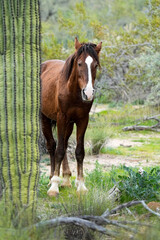 Salt River Horse - Arizona