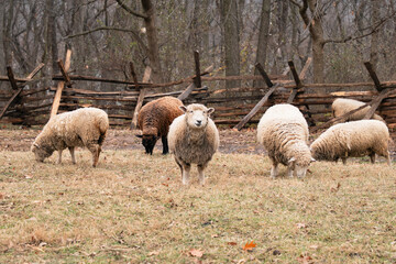 Obraz premium Sheep in a Pasture in Missouri in Winter