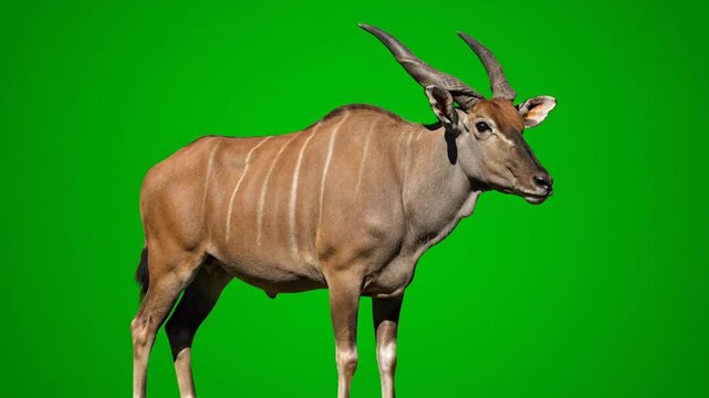 A majestic eland antelope stands against a vibrant green background.