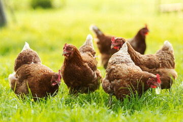 Flock of free range roosters and hens walking on grass field on farm courtyard at sunny daytime