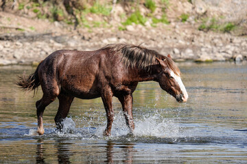 Salt River Horse - Arizona