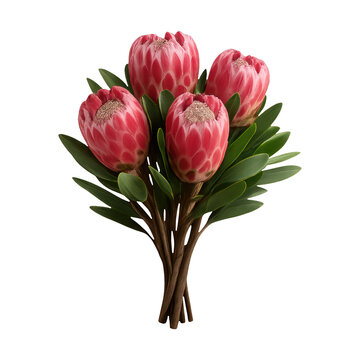 PNG Vibrant protea flower bouquet