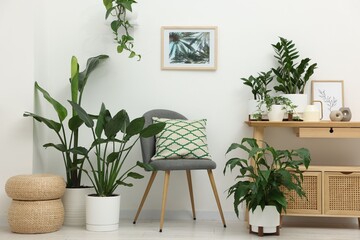Naklejka premium Different potted houseplants, armchair and table near white wall indoors. Interior design