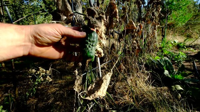 Checking or inspecting or grabbing last of gherkin cucumber hanging from withered or dry out vines after first frost killed most plants in vegetable garden