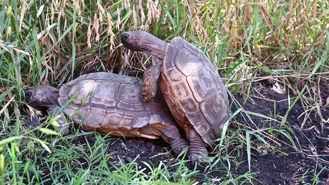 A snail sits on a turtle's back,
