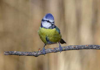 Fototapeta premium Eurasian blue tit (Cyanistes caeruleus) perching on a branch
