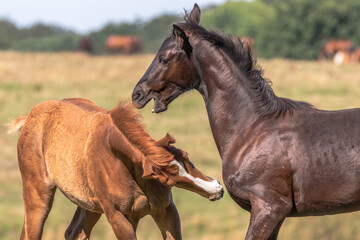 zwei spielende Hengstfohlen im Profil mit weit geöffnetem Maul © mavcon