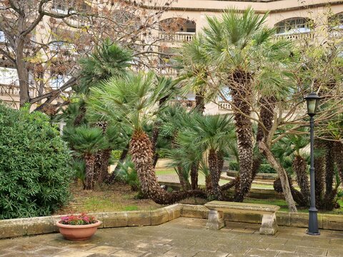 Mediterranean garden courtyard of a historic luxury hotel or resort with palm trees,
lush green bushes, paved stone ground, and building arches in background on a
cloudy day.