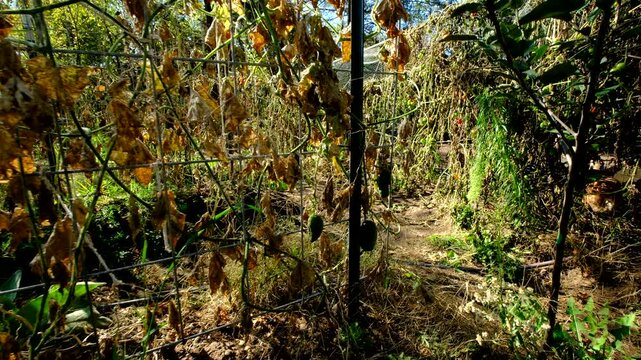 Close up of bulky gherkin cucumber hanging from withered vine and moving camera away showing more dry out plants tangled to trellis made from cattle panels