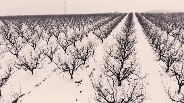 Fruit tree orchard plantation covered with snow and hibernate during winter