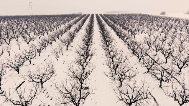 Fruit tree orchard plantation covered with snow and hibernate during winter