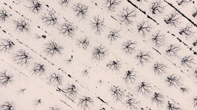 Fruit tree orchard plantation covered with snow and hibernate during winter