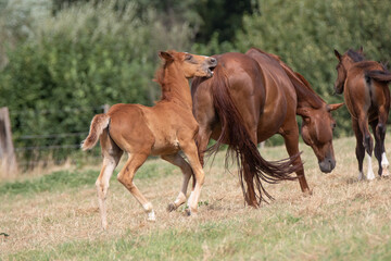 Obraz premium übermütiges Fuchsfohlen beisst seine Mutter auf der Koppel in den Hintern 