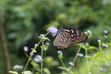 A Tiger Butterfly or Tirumala septentrionis is sucking nectar from a wildflower in a hazy green garden, its wings are brownish black with bluish white spots and stripes