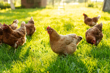 Roosters and hens feeding in farm garden grass, walking outdoors in the morning sunlight © Home-stock