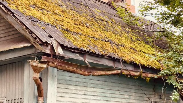 Moss covered roof on wooden house, weathered shingle roof blanketed by thick moss, sagging eaves, peeling paint on gray clapboard siding, rusted gutter and aged chimney, background modern
