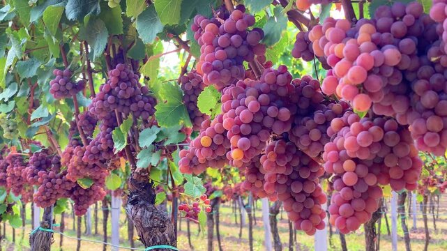 Pink Pinot Gris (Grauburgunder) grape clusters on vineyard vines
