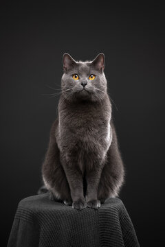 Blue British Shorthair cat sitting on a pedestal and looking at the camera, the background is gray and there is empty space around the cat for text.