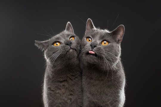 Silly portrait of two blue British Shorthair cats, siblings, on a gray background. One cat sticks out its tongue.
