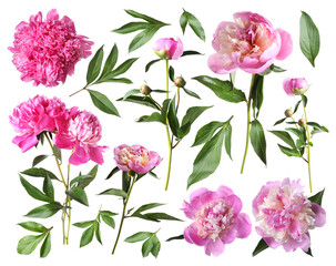 Obraz premium Fresh peonies with green leaves isolated on white, set