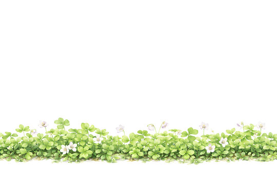 Forest Ground Plants &ndash; Sorrel (Oxalis) Lower Border on White
