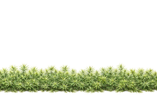 Forest Ground Plants &ndash; Haircap Moss (Polytrichum) Lower Border on White