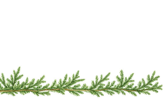 Forest Ground Plants &ndash; Clubmoss (Lycopodium) Lower Border on White