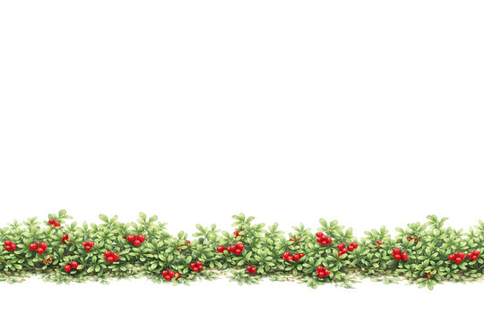 Forest Ground Plants &ndash; Lingonberry (Vaccinium vitis-idaea) Lower Border on White