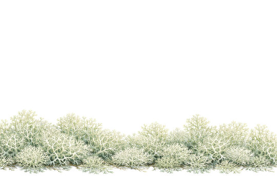 Forest Ground Plants &ndash; Reindeer Lichen (Yagel) Lower Border on White