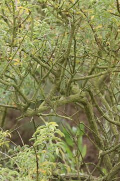 Obovoid Bladderpod, Cleomella Arborea Variety Arborea, a mesmeric native synoecious shrub displaying aging angled dense overlapping lichenous branches during Spring in Coastal Los Angeles County.
