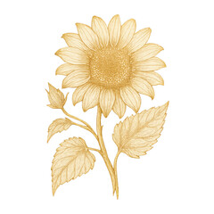 Naklejka premium PNG Elegant sunflower illustration on white.