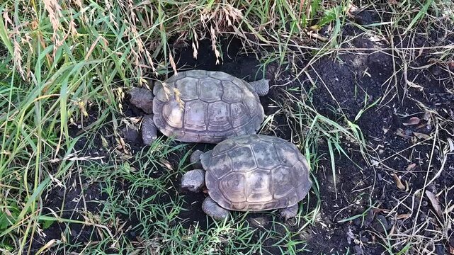 A snail sits on a turtle's back,