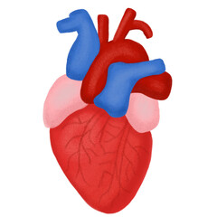 human heart anatomy model