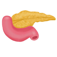 human pancreas anatomy illustration