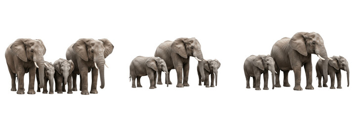 Set of African elephant families with calves isolated on white background, group of wild elephants walking and standing together © Ganesha