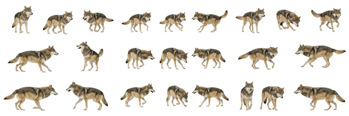 Collection of grey wolves in different poses isolated on white background, set of wild wolf movements and actions © jamil