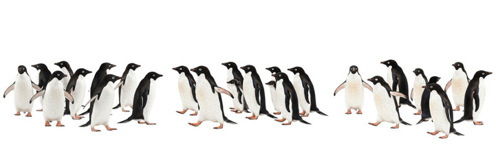 Fototapeta premium Group of Adélie penguins walking and huddling together isolated on white background, panoramic collection of Antarctic flightless birds