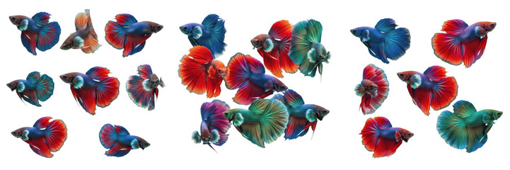 Obraz premium Collection of colorful Betta fish isolated on white background, set of Siamese fighting fish with vibrant fins and scales