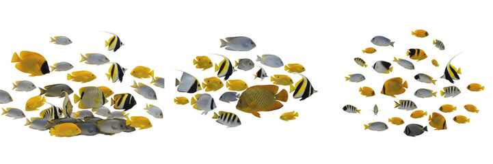 Collection of tropical coral reef fish isolated on white background, group of exotic marine underwater animals set