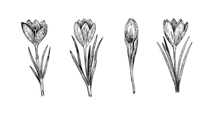 Set of crocus flowers in sketchy realistic style. Hand-drawn illustration.