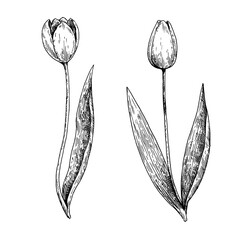 Tulip flowers in engraving style. Hand-drawn detailed realistic illustration.