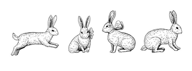 Cute rabbits in various positions in engraving style on white background. Hand-drawn vector illustration.
